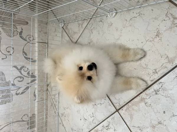 Spitz Pomerania nano