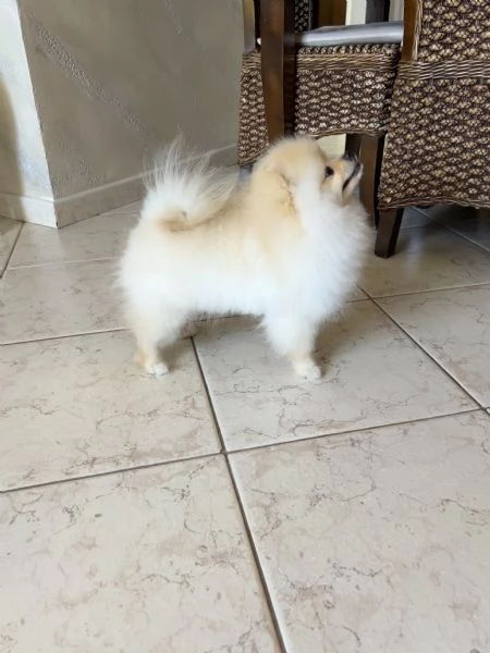 Spitz Pomerania nano | Foto 3