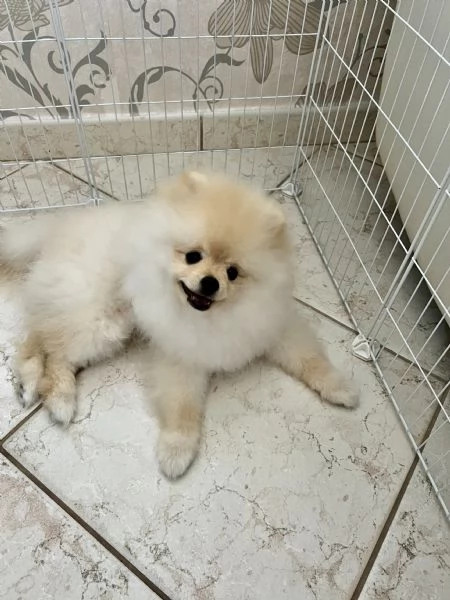 Spitz Pomerania nano | Foto 2