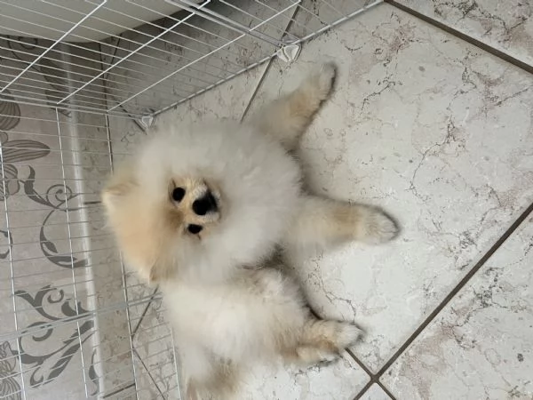 Spitz Pomerania nano | Foto 1