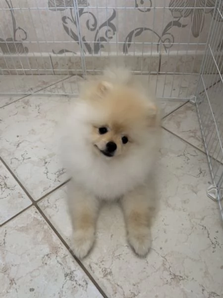 Spitz Pomerania nano | Foto 0