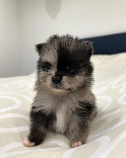 Cuccioli di Pomerania dal viso in pelliccia soffice