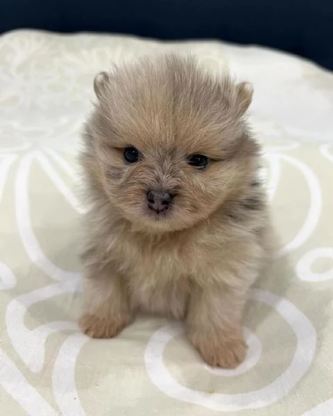 Cuccioli di Pomerania dal viso in pelliccia soffice | Foto 4