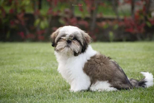 SHIH TZU cuccioli con pedigree ENCI | Foto 1