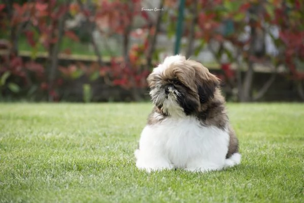 SHIH TZU cuccioli con pedigree ENCI | Foto 0