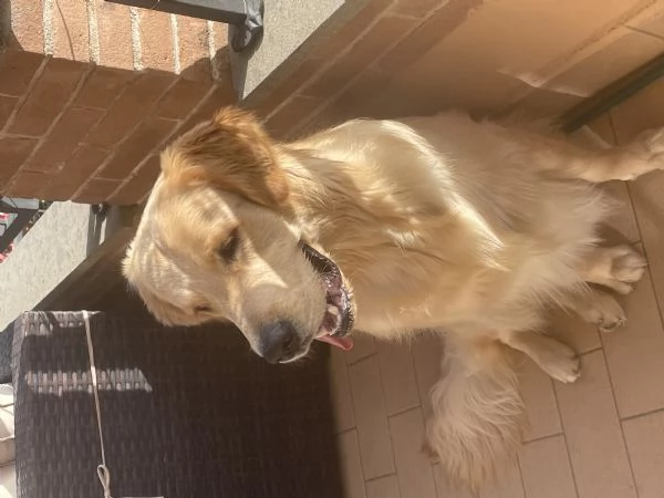 Cercasi femmina golden retriver per cucciolata | Foto 6