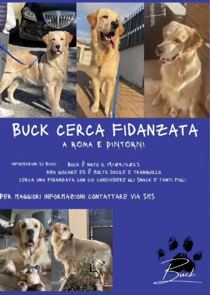 Cercasi femmina golden retriver per cucciolata | Foto 3