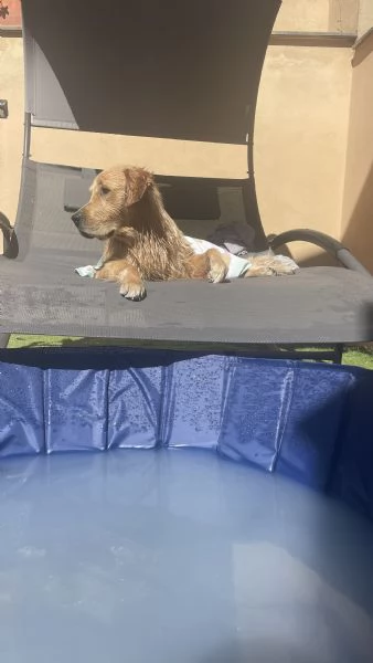 Cercasi femmina golden retriver per cucciolata | Foto 1