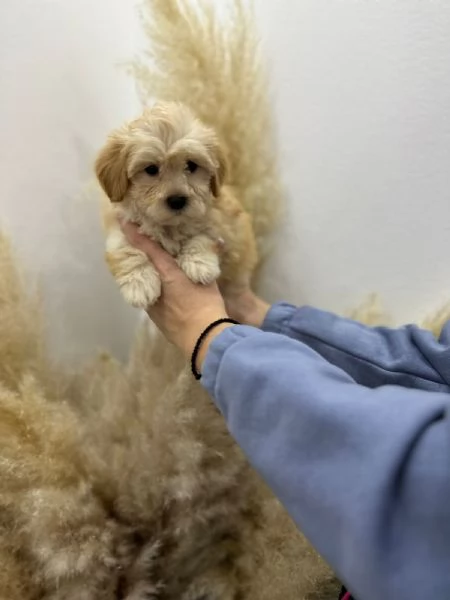  Maltipoo of top genetics