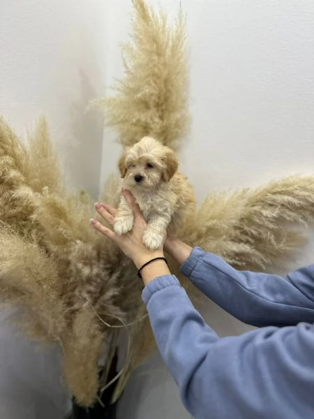  Maltipoo of top genetics | Foto 3