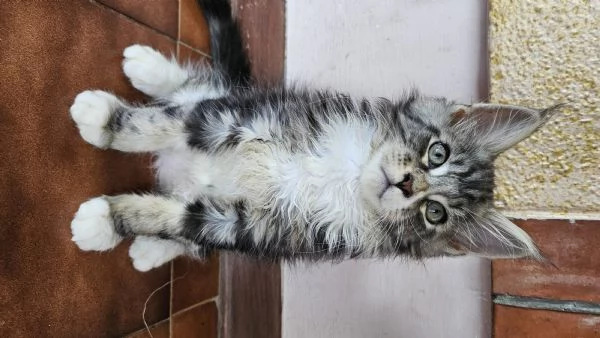 Maine coon cucciolotti