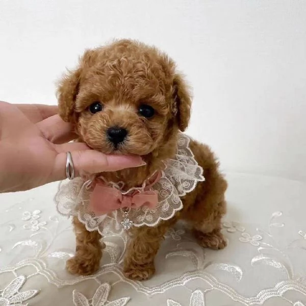 Due cuccioli barboncini di 3 mesi e pochi giorni. | Foto 0