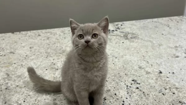 Gatti British shorthair