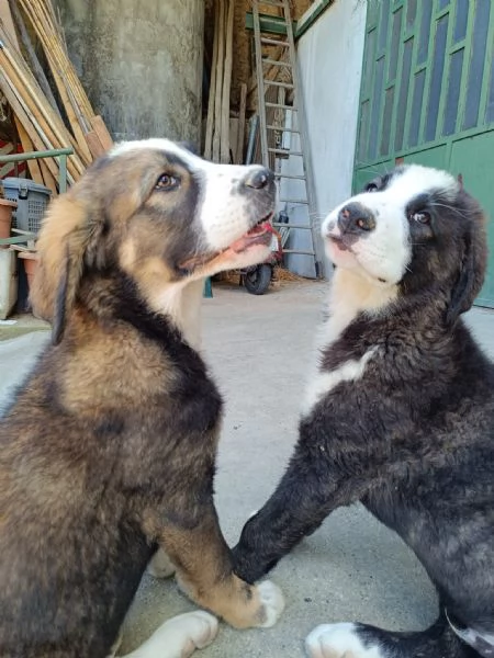 Regalo cuccioli pastore dell'Asia centrale | Foto 2