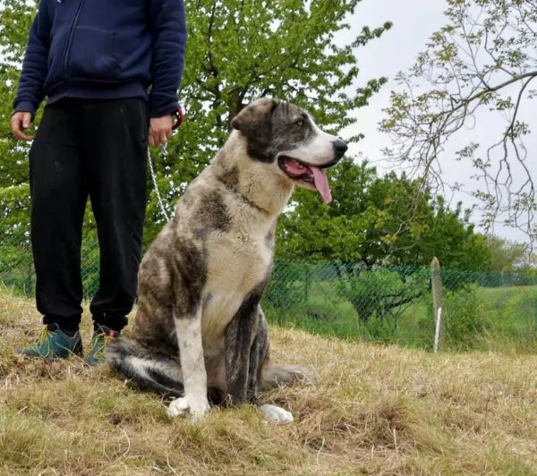 Regalo cuccioli pastore dell'Asia centrale | Foto 0