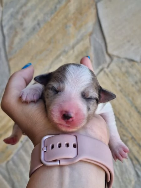 BORDER COLLIE CON PEDIGREE, VARI COLORI | Foto 4