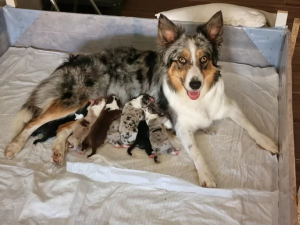 BORDER COLLIE CON PEDIGREE, VARI COLORI