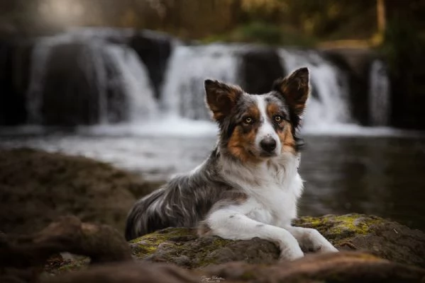 BORDER COLLIE CON PEDIGREE, VARI COLORI | Foto 1