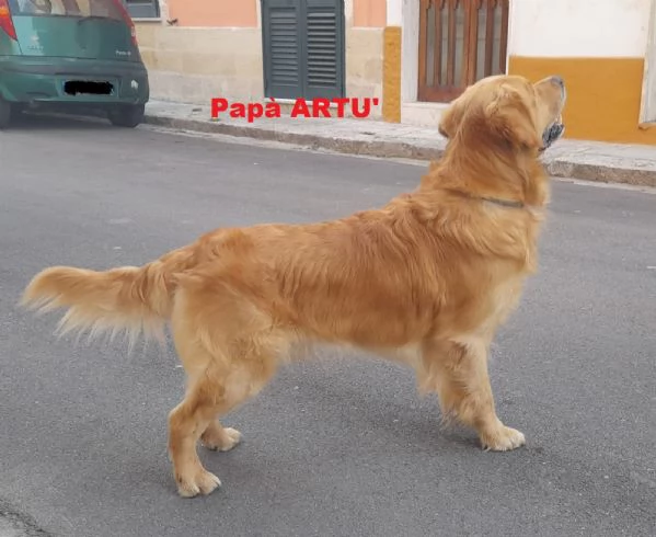 Cuccioli di Golden Retriever Cercano Casa! | Foto 2