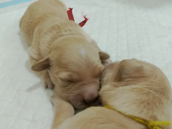 Cuccioli di Golden Retriever Cercano Casa!