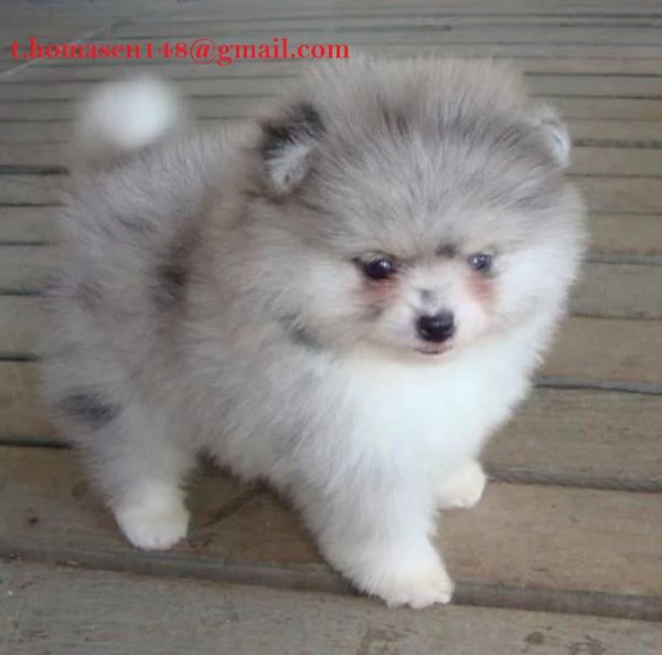 Spitz Pomeranian tedesco nano