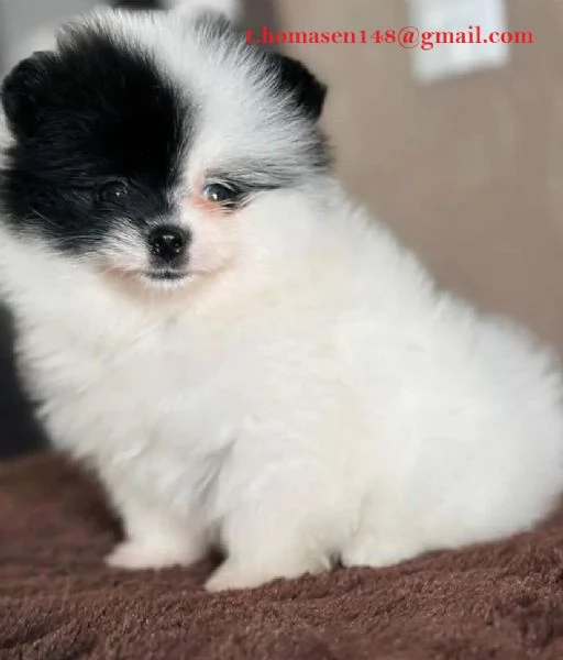 Spitz Pomeranian nano, pedigree FCI