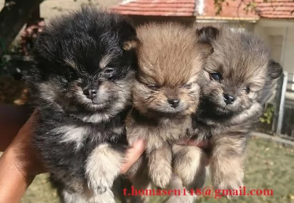  Disponibilità cuccioli di Pomeranian