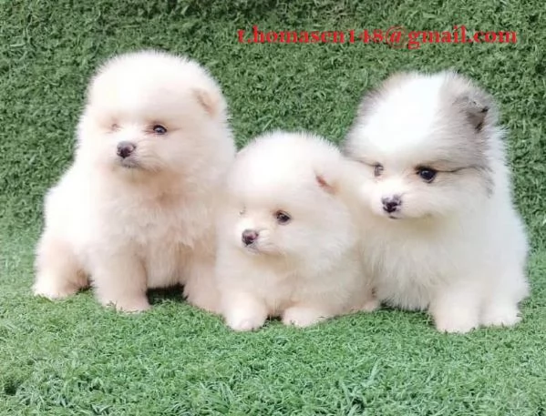 Cucciolo Pomeranian Spitz