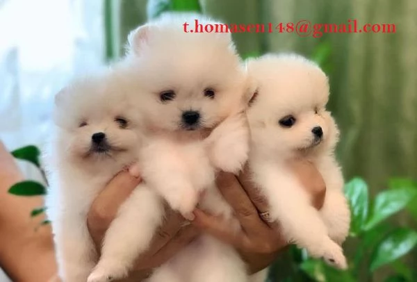 Cuccioli di Pomerania