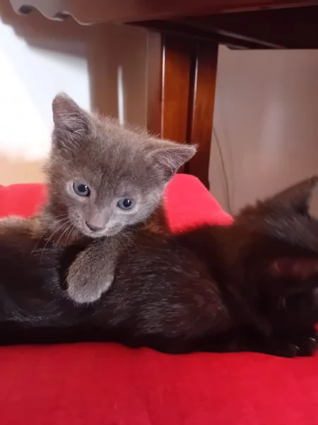 Regalo cuccioli di gatto nati a maggio 2024 | Foto 0