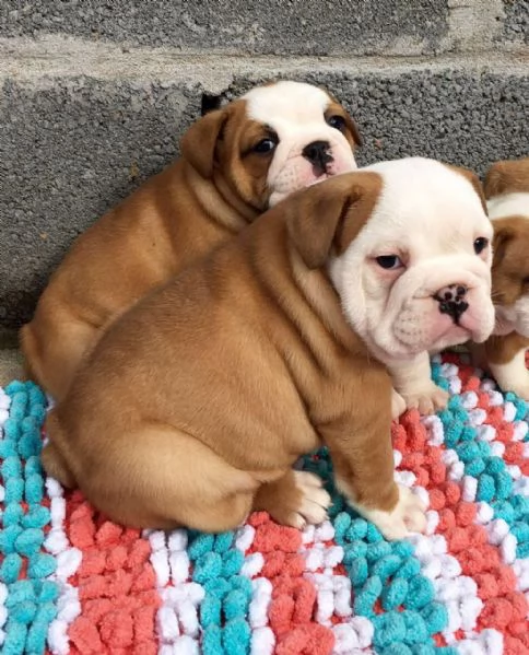 Regalo cuccioli di bulldog inglese femminucce e maschietti 