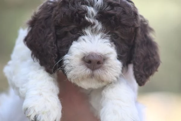 Cuccioli di lagotto con pedigree, trasporto in Italia  | Foto 2