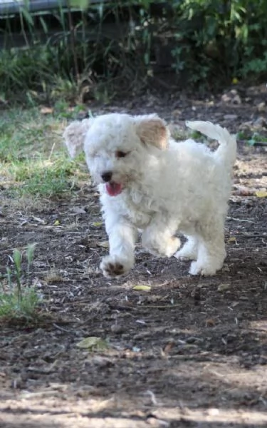 Cuccioli di lagotto con pedigree, trasporto in Italia  | Foto 1