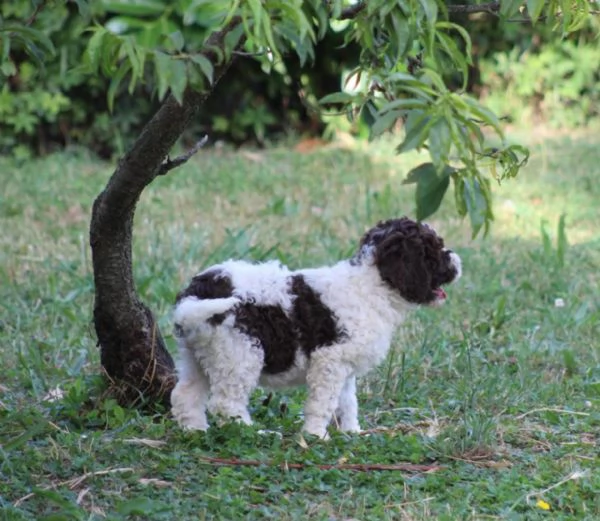 Cuccioli di lagotto con pedigree, trasporto in Italia  | Foto 0