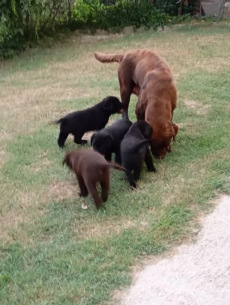 Siamo quattro meravigliosi cuccioli di Labrador!! 