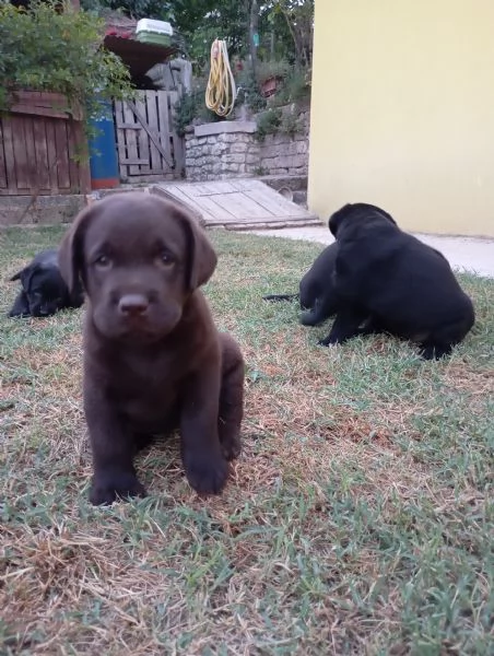 Siamo quattro meravigliosi cuccioli di Labrador!!  | Foto 1