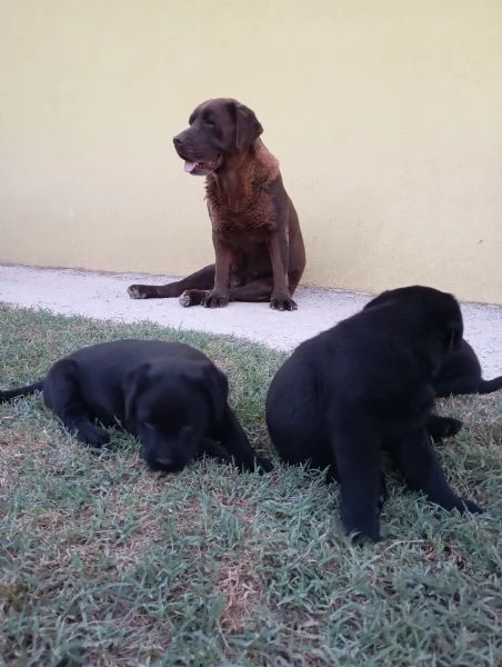 Siamo quattro meravigliosi cuccioli di Labrador!!  | Foto 0