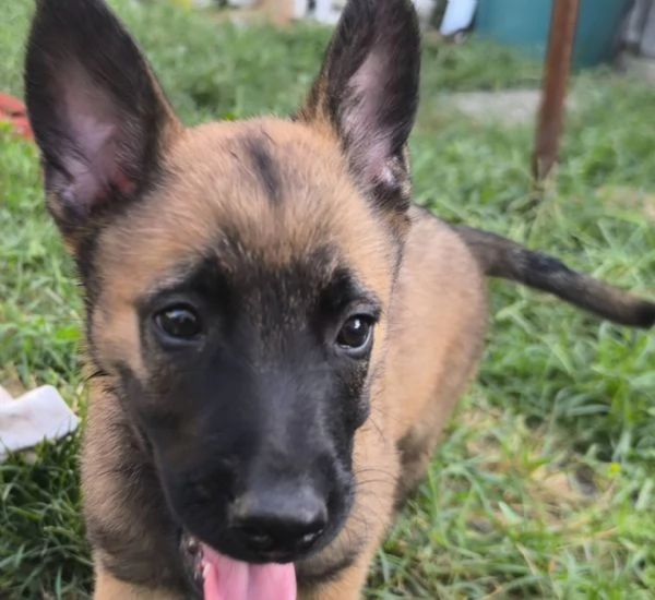 Pastore Belga Malinois cuccioli | Foto 6