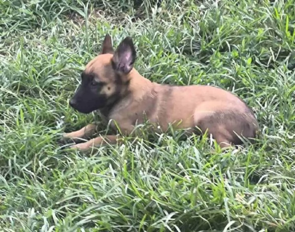 Pastore Belga Malinois cuccioli | Foto 5