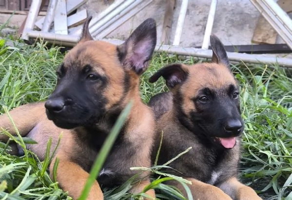 Pastore Belga Malinois cuccioli | Foto 4