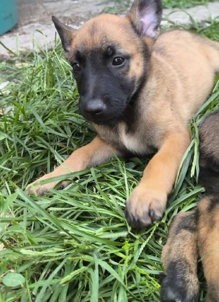 Pastore Belga Malinois cuccioli | Foto 3