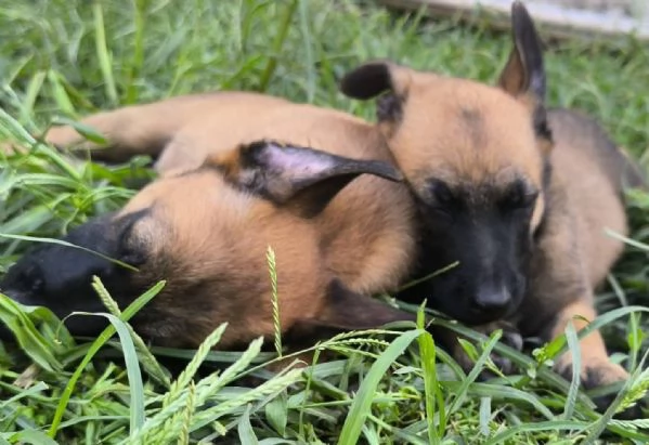 Pastore Belga Malinois cuccioli