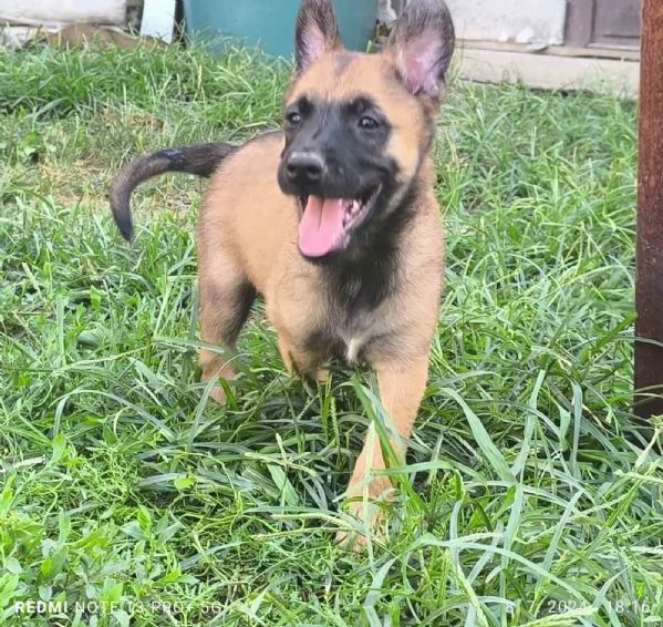 Pastore Belga Malinois cuccioli | Foto 1