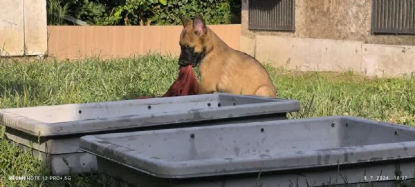 Pastore Belga Malinois cuccioli | Foto 0