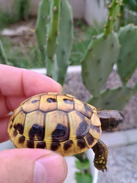 VENDO Tartarughe Hermanni 