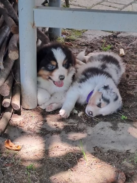 Cuccioli di pastore australiano 