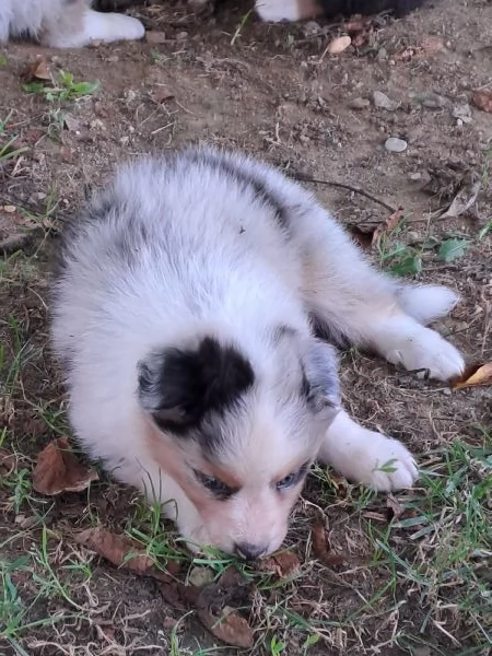 Cuccioli di pastore australiano  | Foto 1