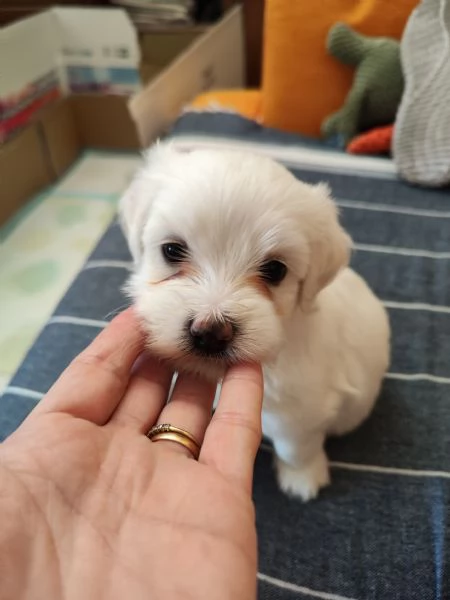 Bellissime cucciole di maltese | Foto 5