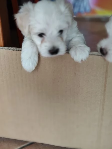 Bellissime cucciole di maltese | Foto 4