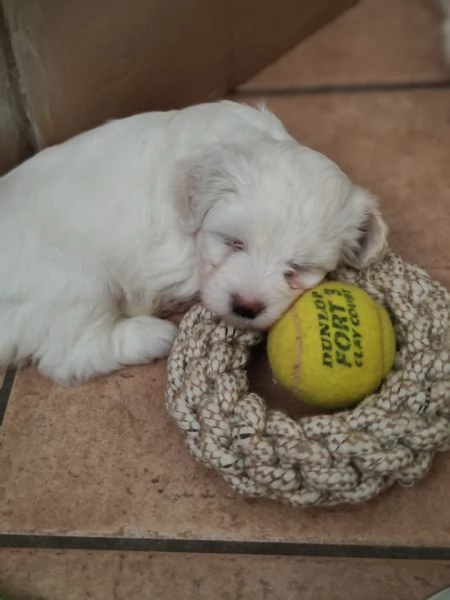 Bellissime cucciole di maltese | Foto 3